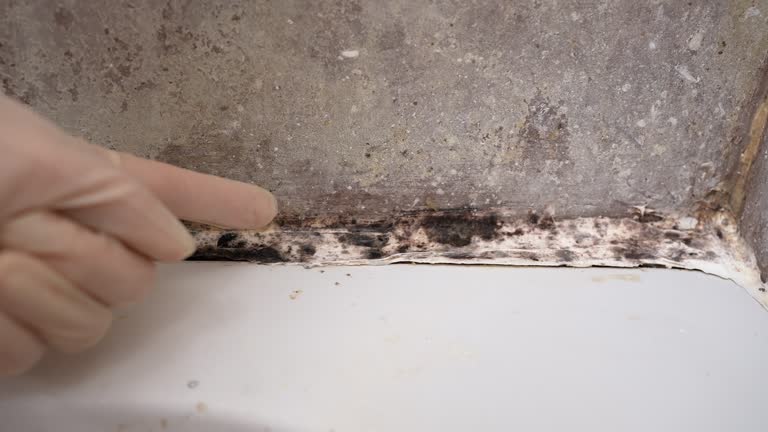 Professional Mold Removal in Toronto, OH